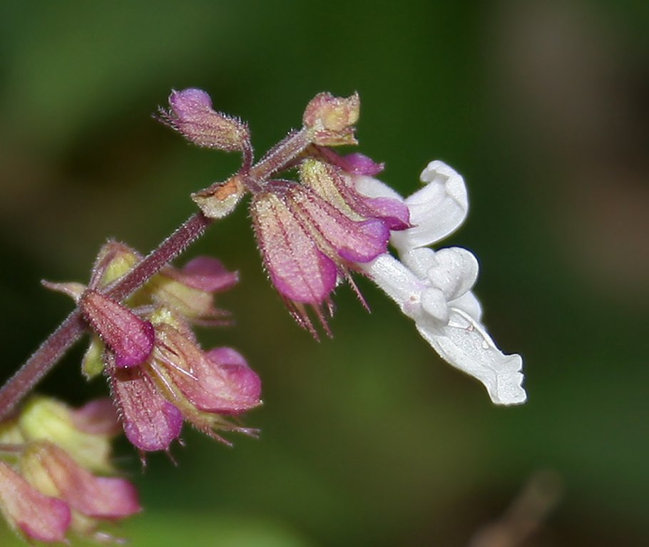 Salvia officinalis