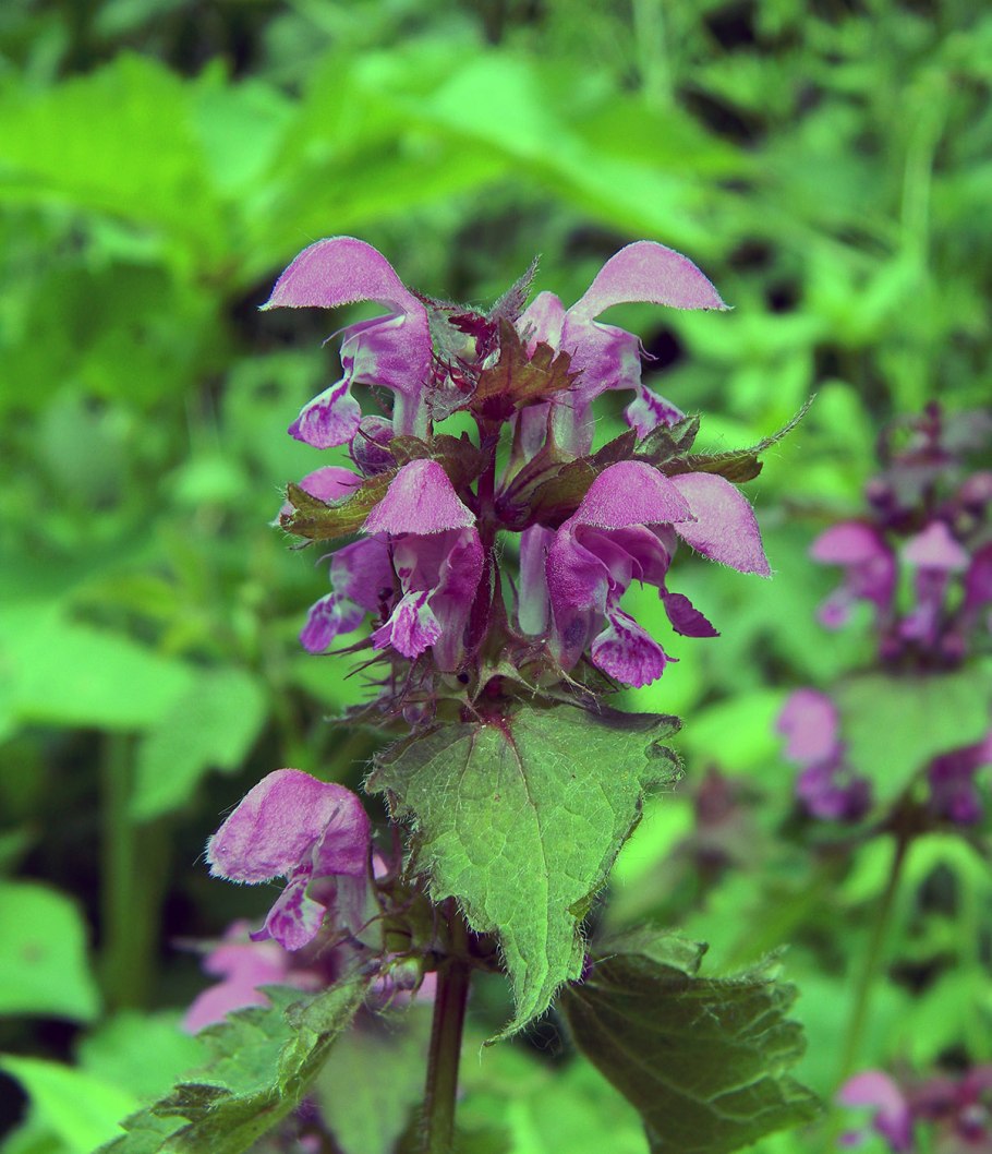 Растение похожее на яснотку пурпурную