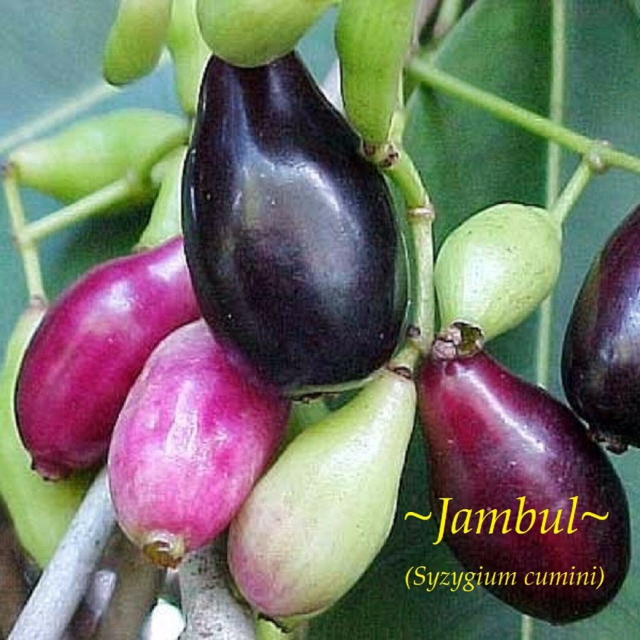 Джамболан ягода