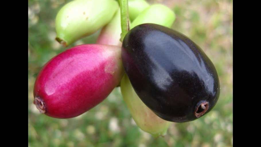 Джамун фрукт