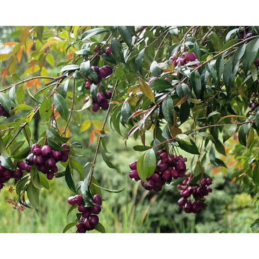 Джамболан ягода