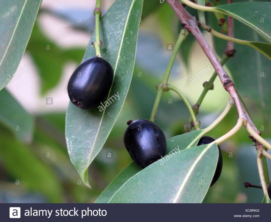 Ягоды джамун