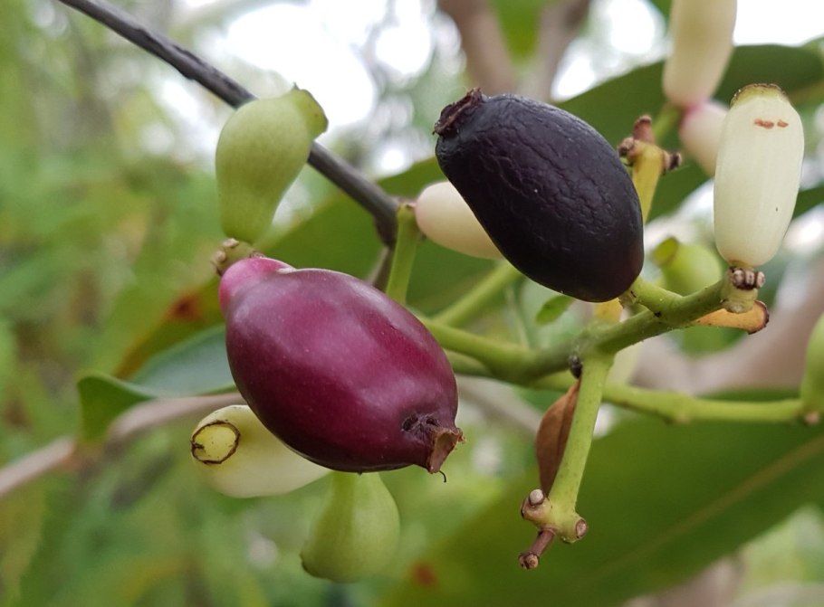 Джамболан дерево