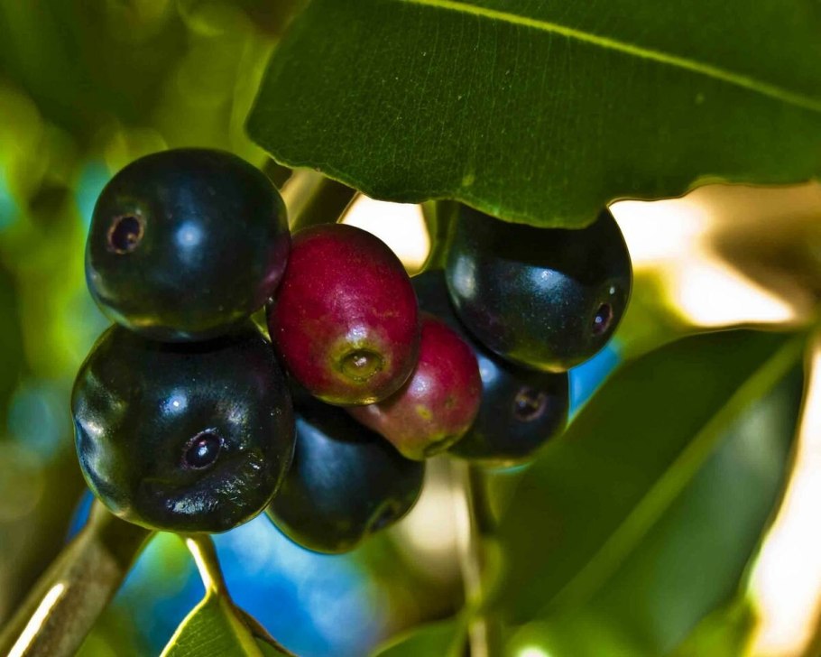 Джамболан дерево