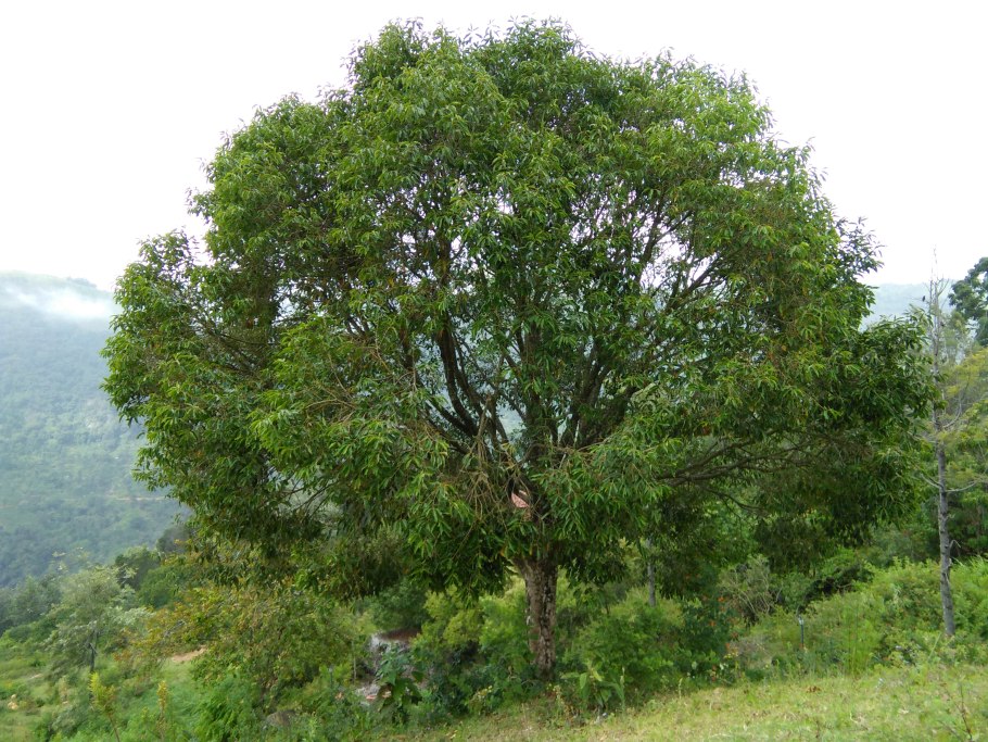 Лонган artfruit