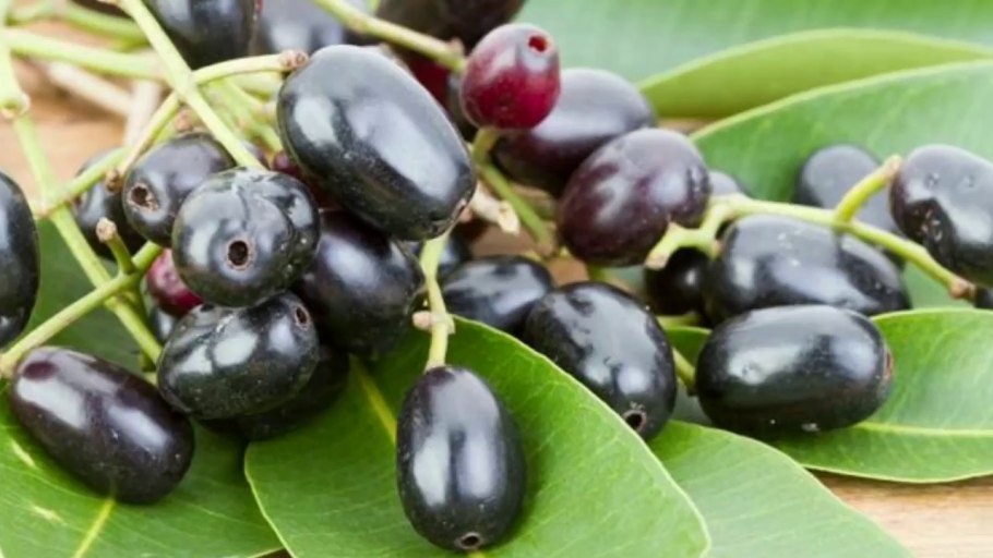 Слива джамун