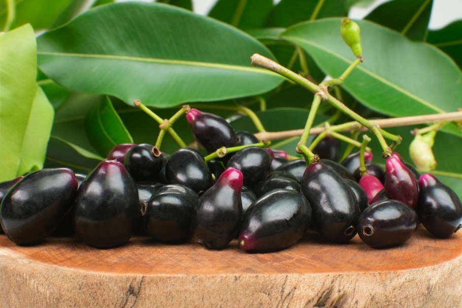 Джамун дерево