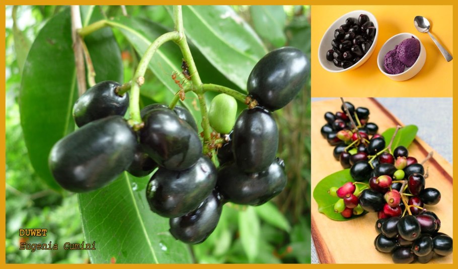 Ягоды джамун