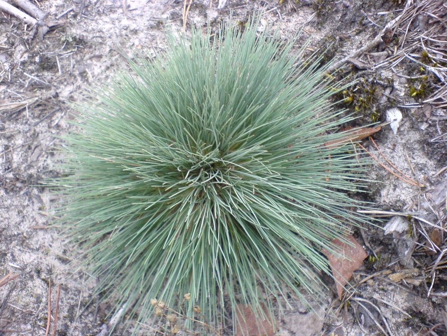 Festuca brachyphylla