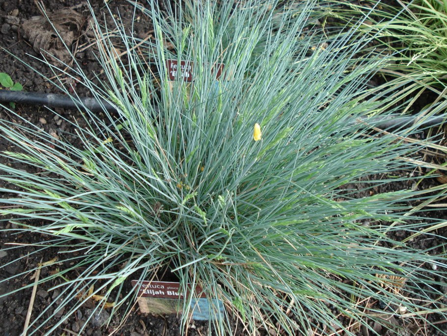 Овсяница фестука