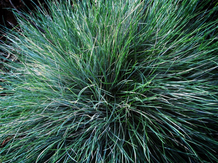 Овсяница сизая Azurit