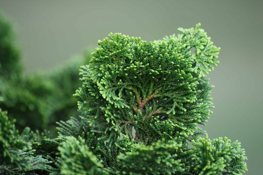Кипарис итальянский (Cupressus sempervirens)