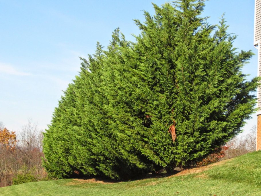 Кипарис Плакучий Cupressus Funebris