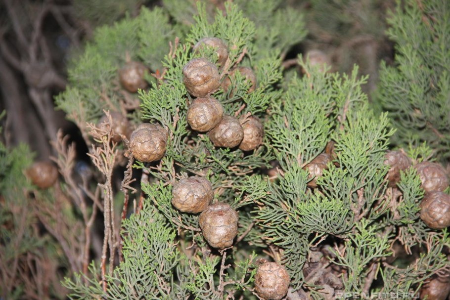 Кипарис вечнозеленый (Cupressus sempervirens)