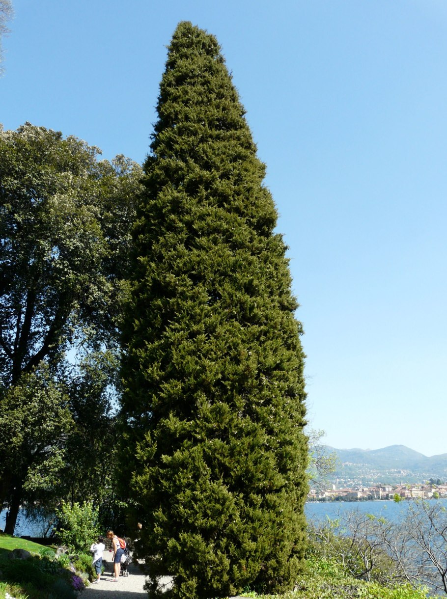 Кипарис вечнозеленый (Cupressus sempervirens)