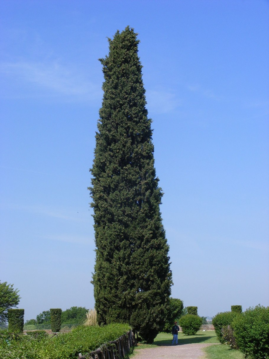 Туя Западная Смарагд (Thuja occidentalis Smaragd)
