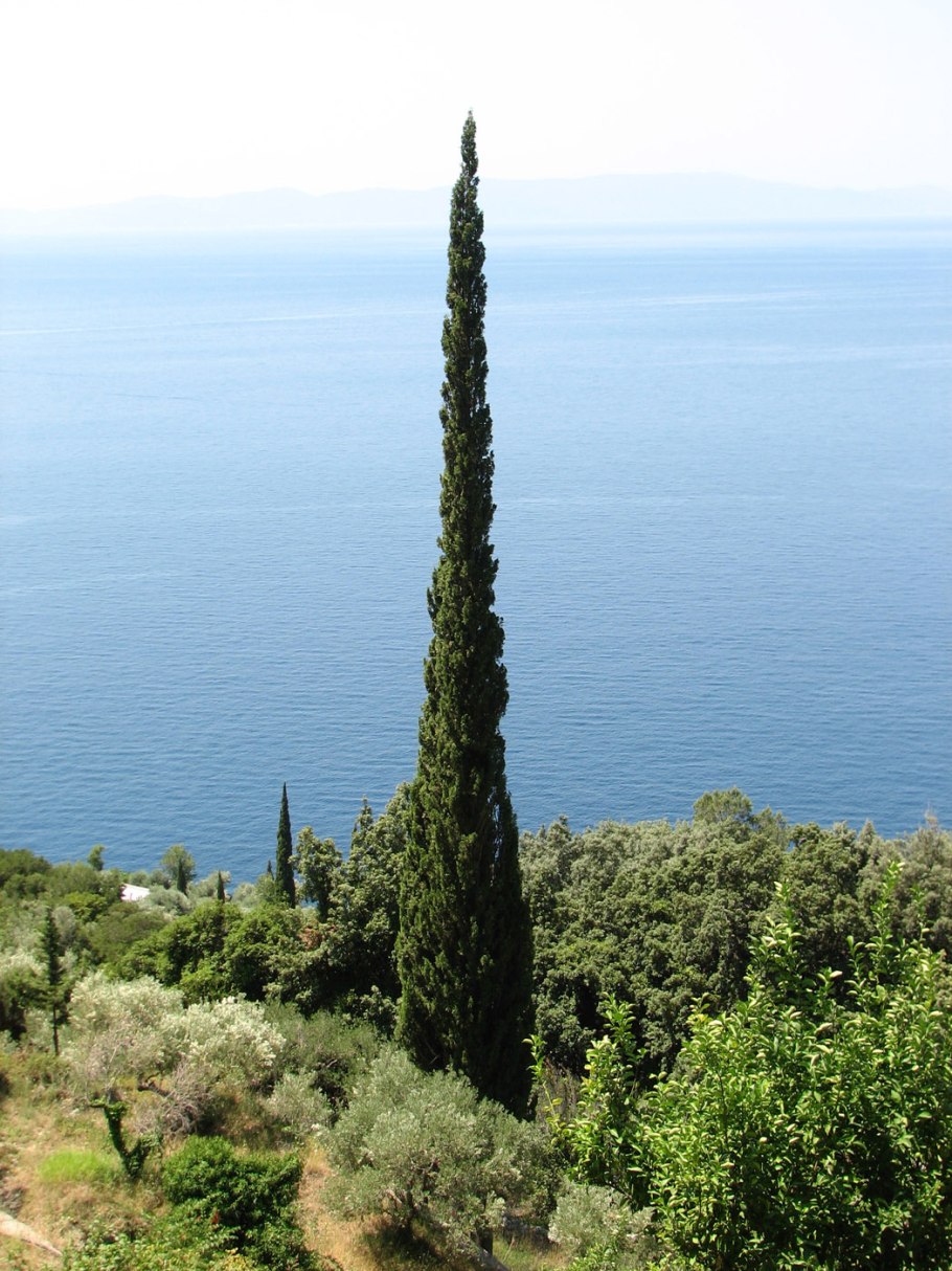 Кипарис Монтеррей