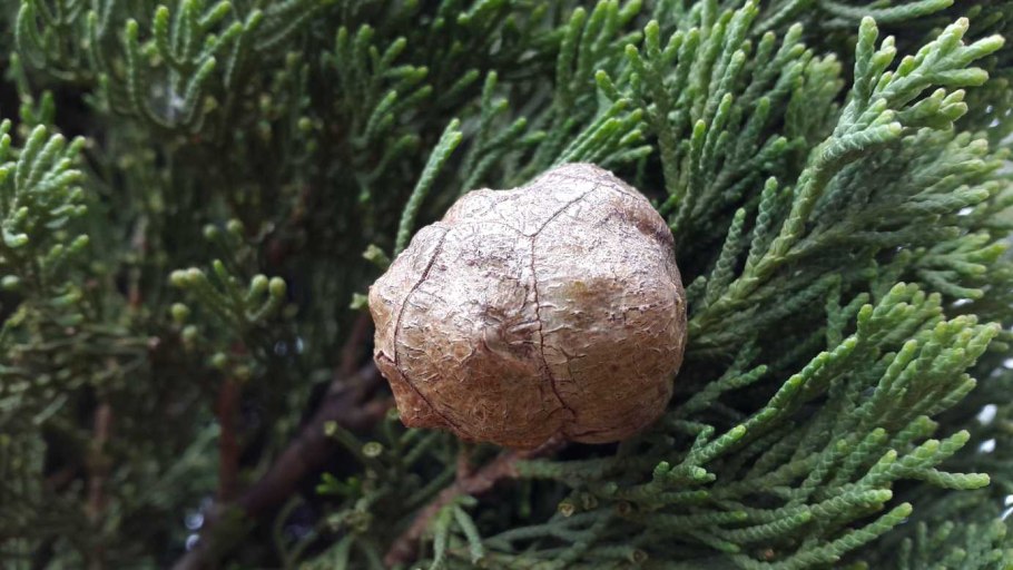 Туя Смарагд смайлик