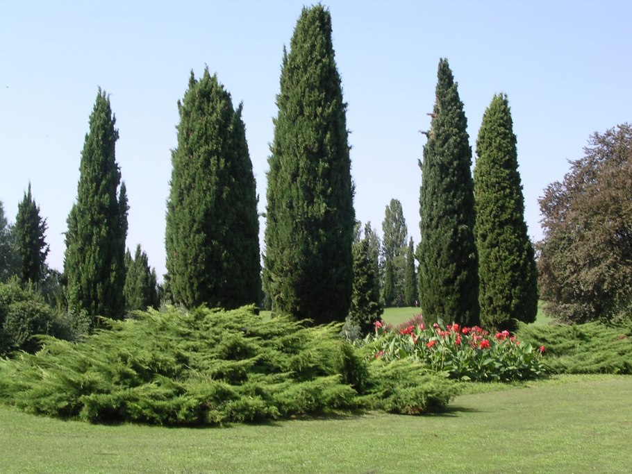 Кипарис Cupressus