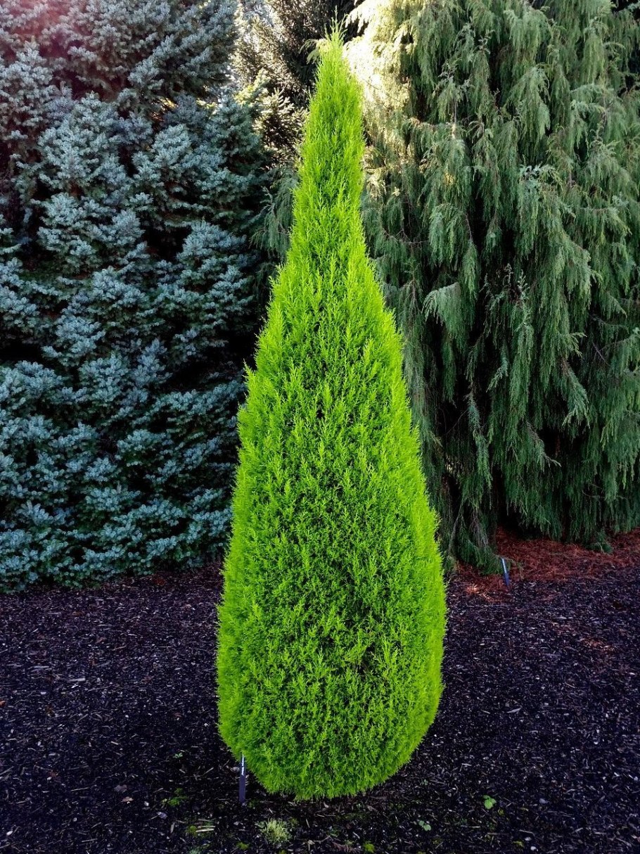 Cupressus nootkatensis