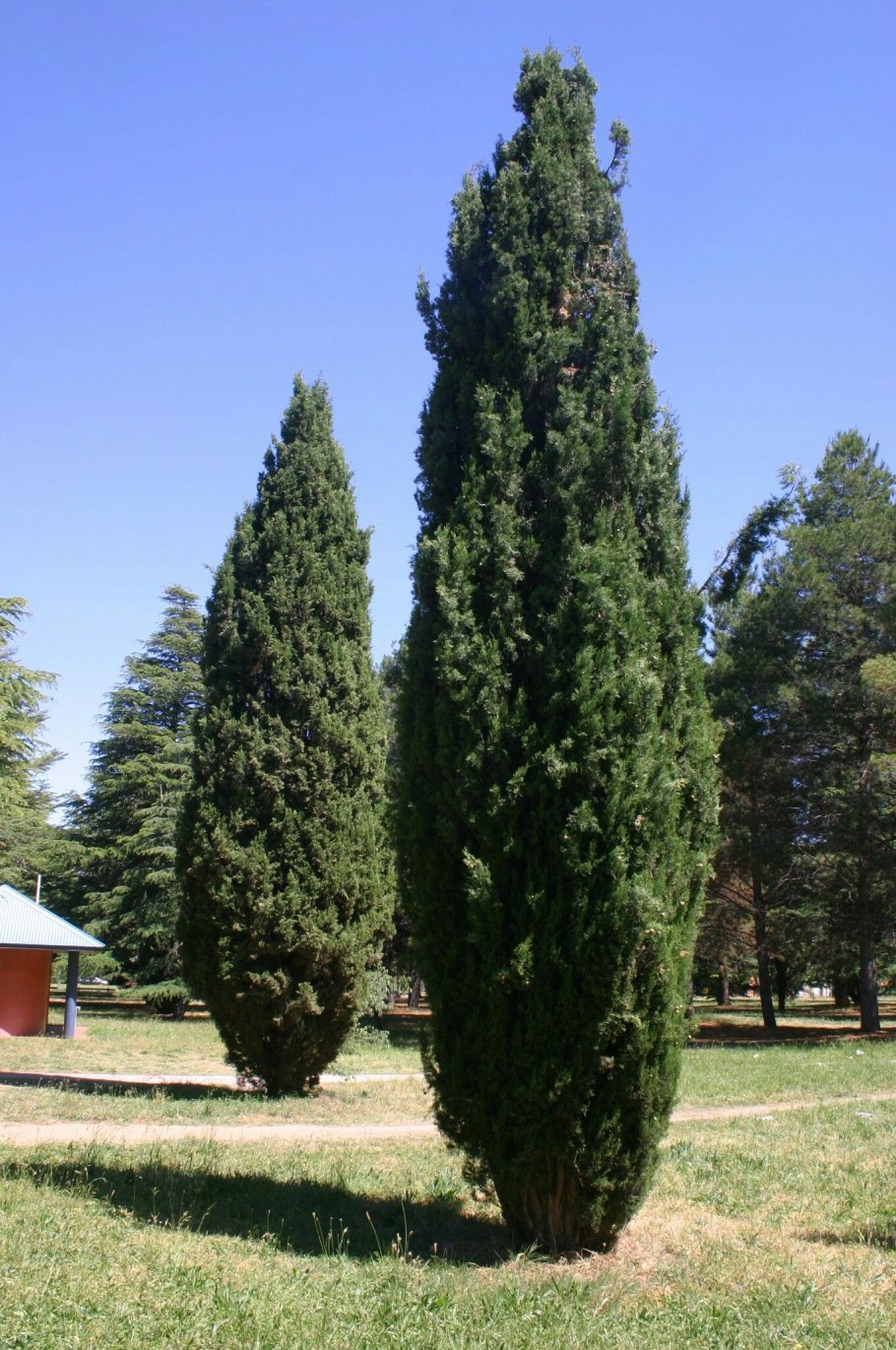 • Кипарис вечнозелёный пирамидальный (Cupressus sempervirens