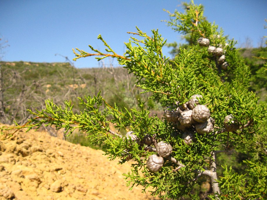 Кипарис итальянский (Cupressus sempervirens)