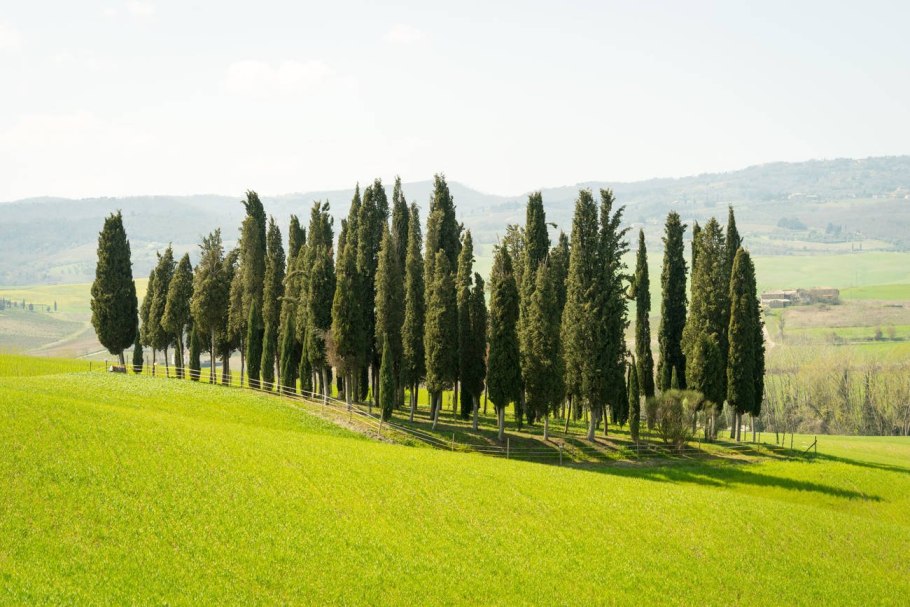 Кипарис вечнозеленый шишки