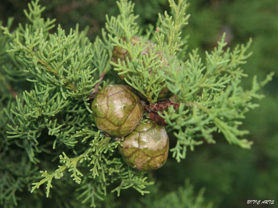 Кипарис Купрессус