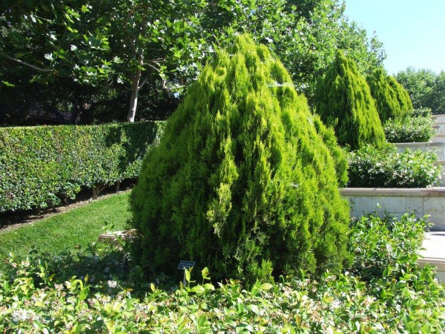 Аллея кипарисов Тоскана