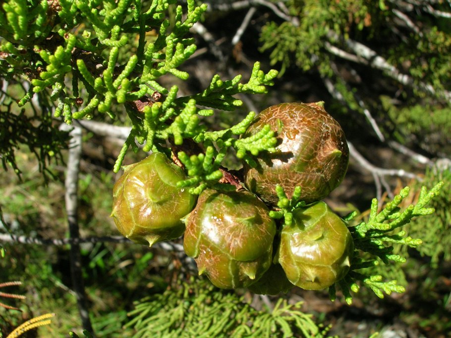 Кипарис вечнозеленый Крым