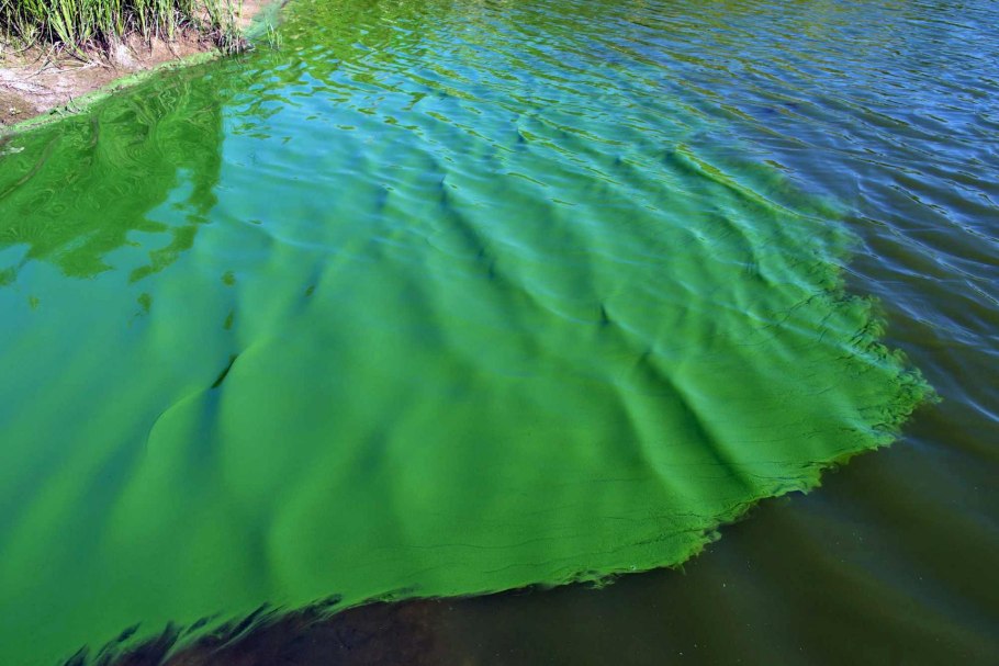 Термофильные синезеленые водоросли