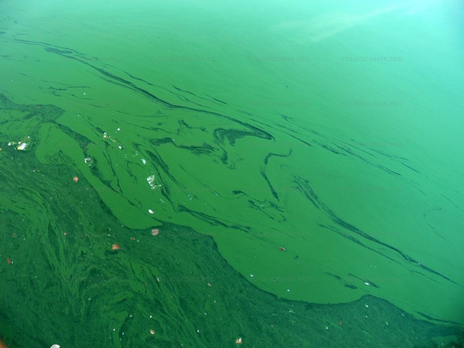 Сине-зеленые водоросли цианобактерии