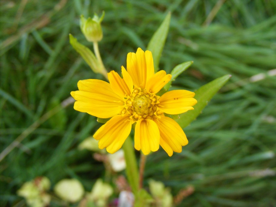 Нуг абиссинский растение