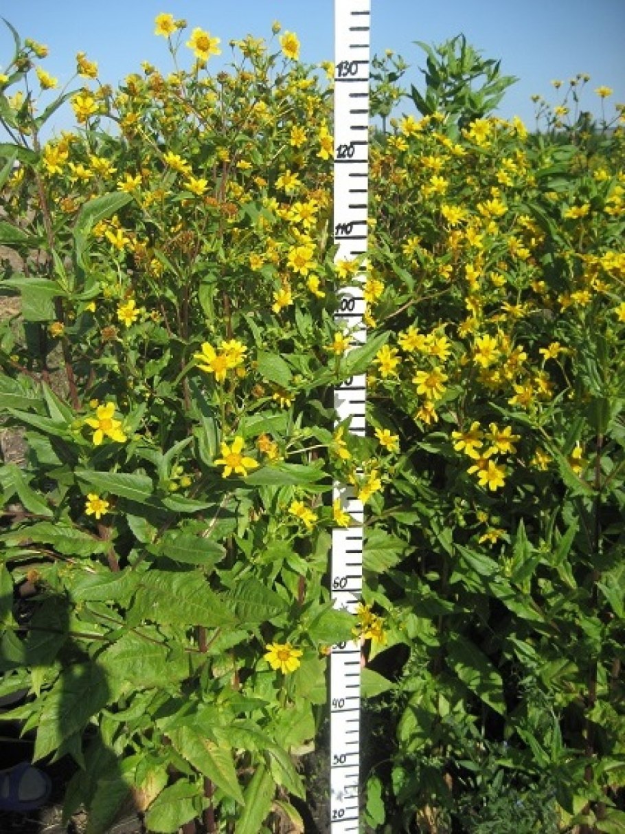 Гвизоция Абиссинская