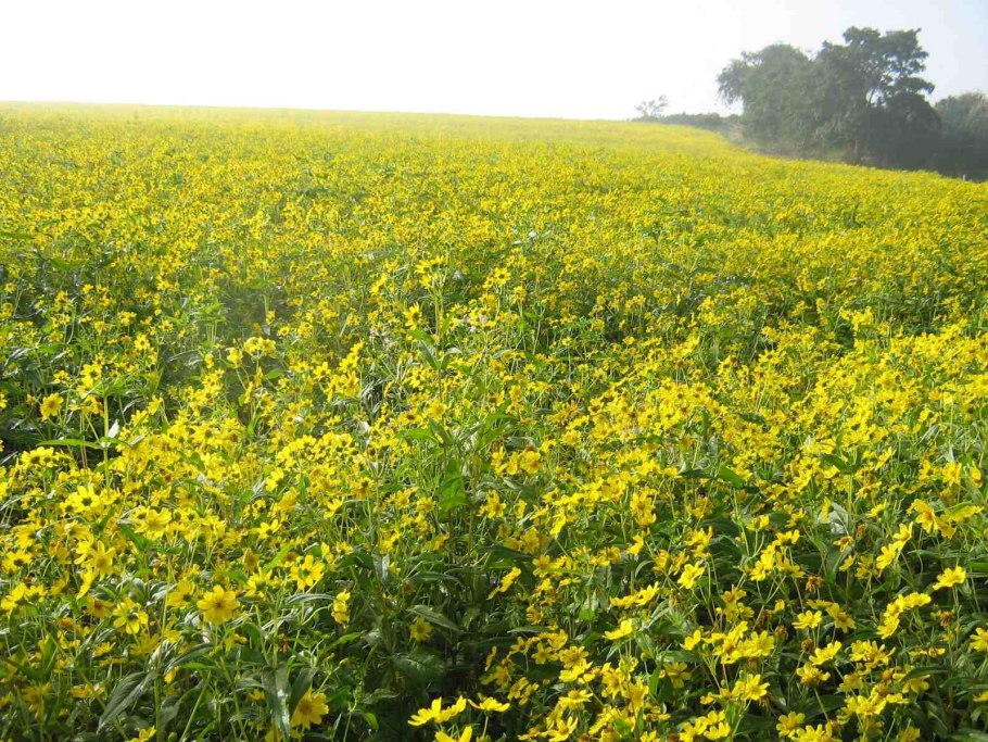 Космос серно-желтый солнечные дали