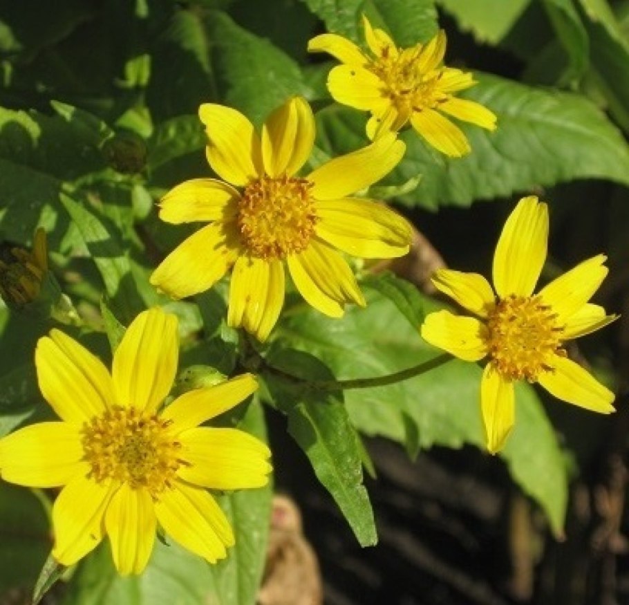 Кореопсис золотой шар