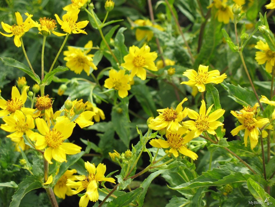 Сернистый цветочки