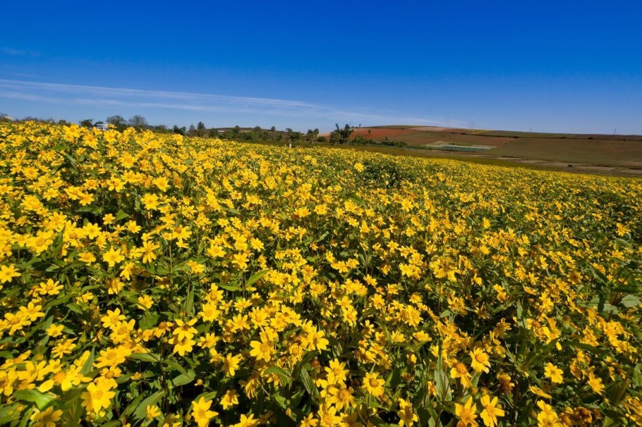 Гвизоция на белом фоне