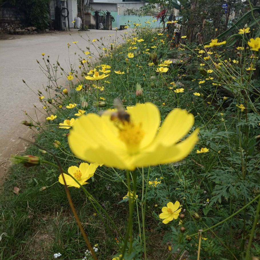 Семена нигера