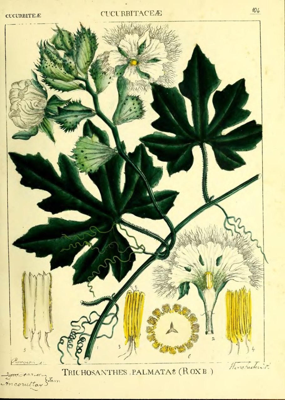 Растение гвизотия 3 буквы