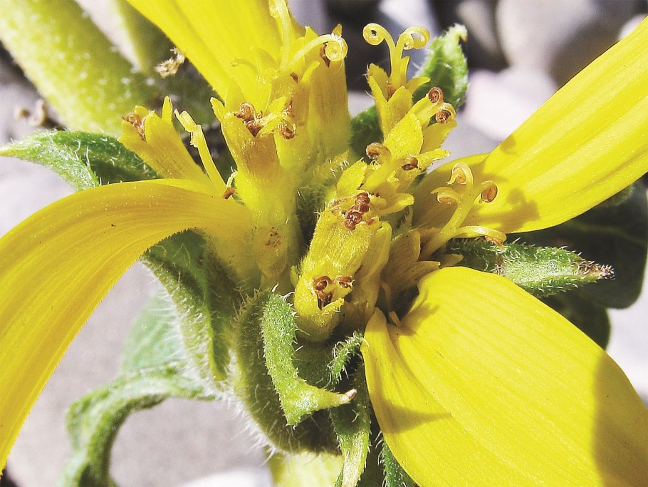 Нуг абиссинский растение