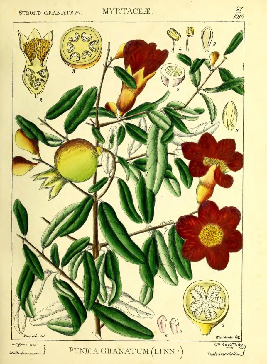 Семена рис Сырец