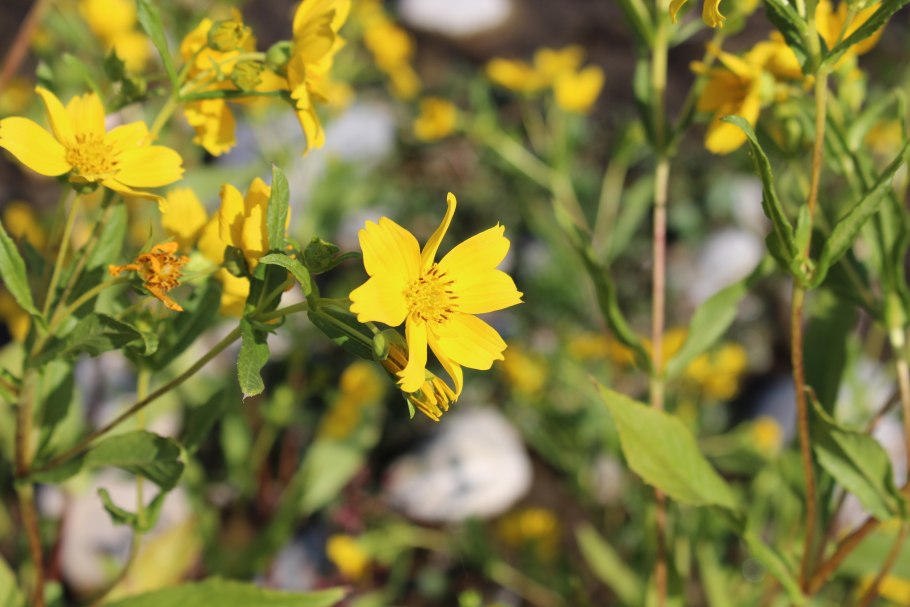 Эуриопс растение