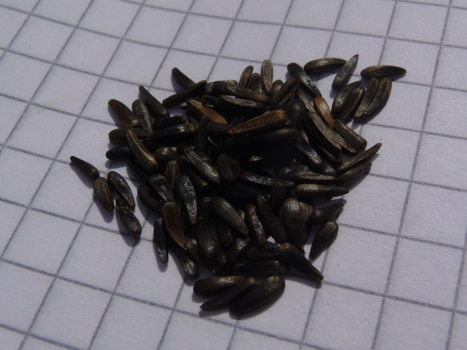 Растение гвизотия 3 буквы