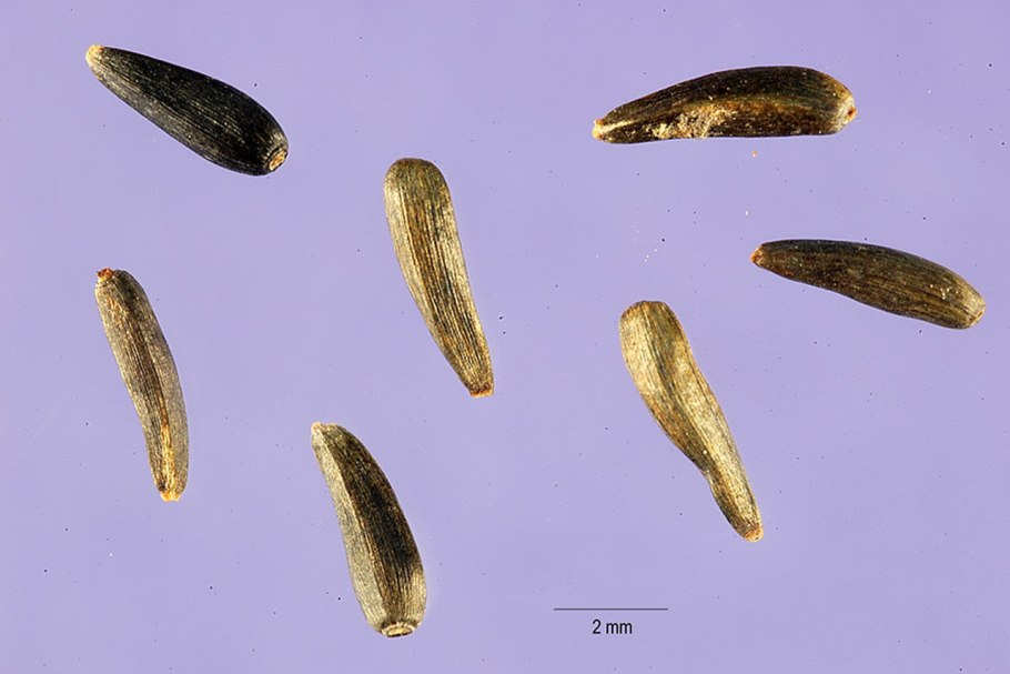 Растение гвизотия 3 буквы