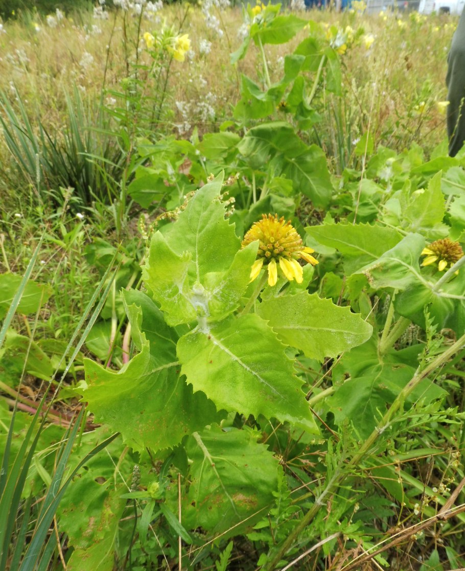 Кореопсис солнечное дитя