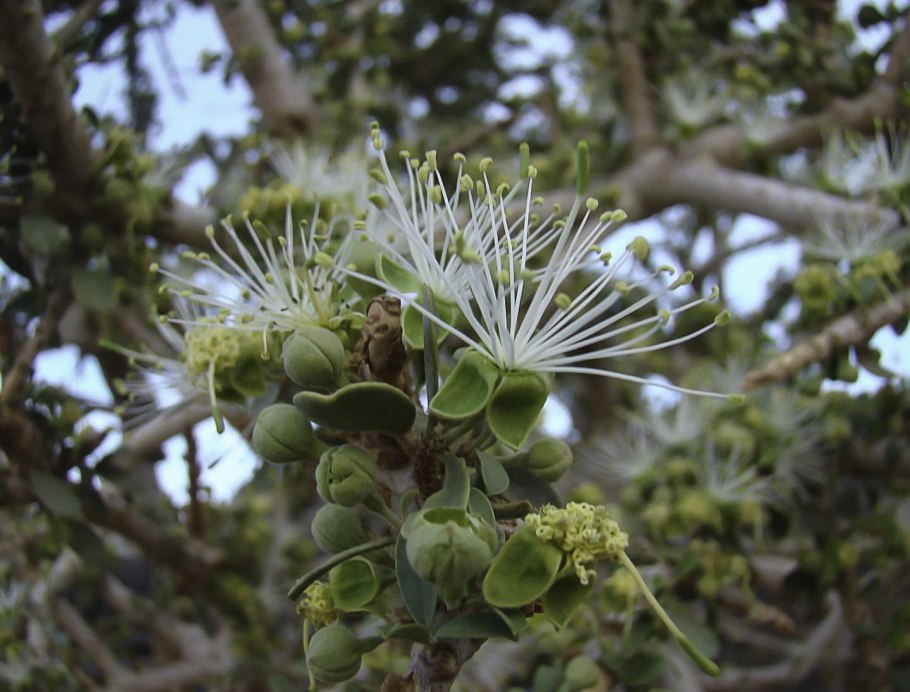 Масличный нуг семена