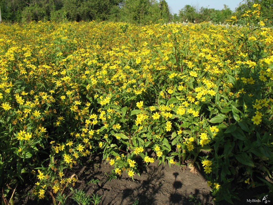 Нуг абиссинский растение