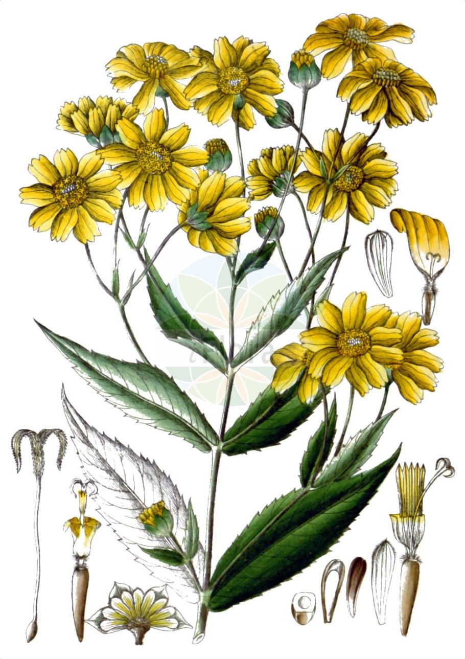 Нуг абиссинский