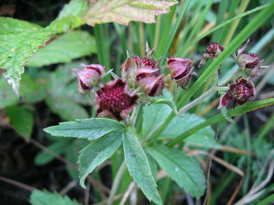 Сабельник болотный